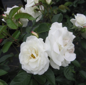 Stammrose Baby Schneewittchen 1